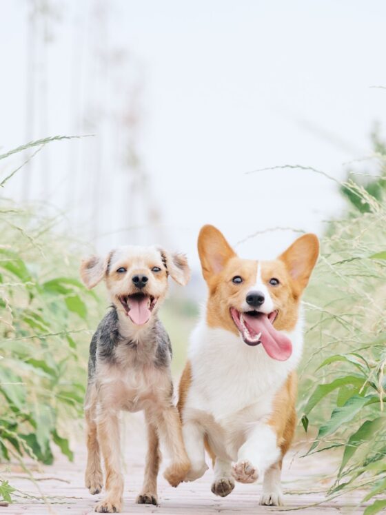 Choosing The Right Dog Breed For You