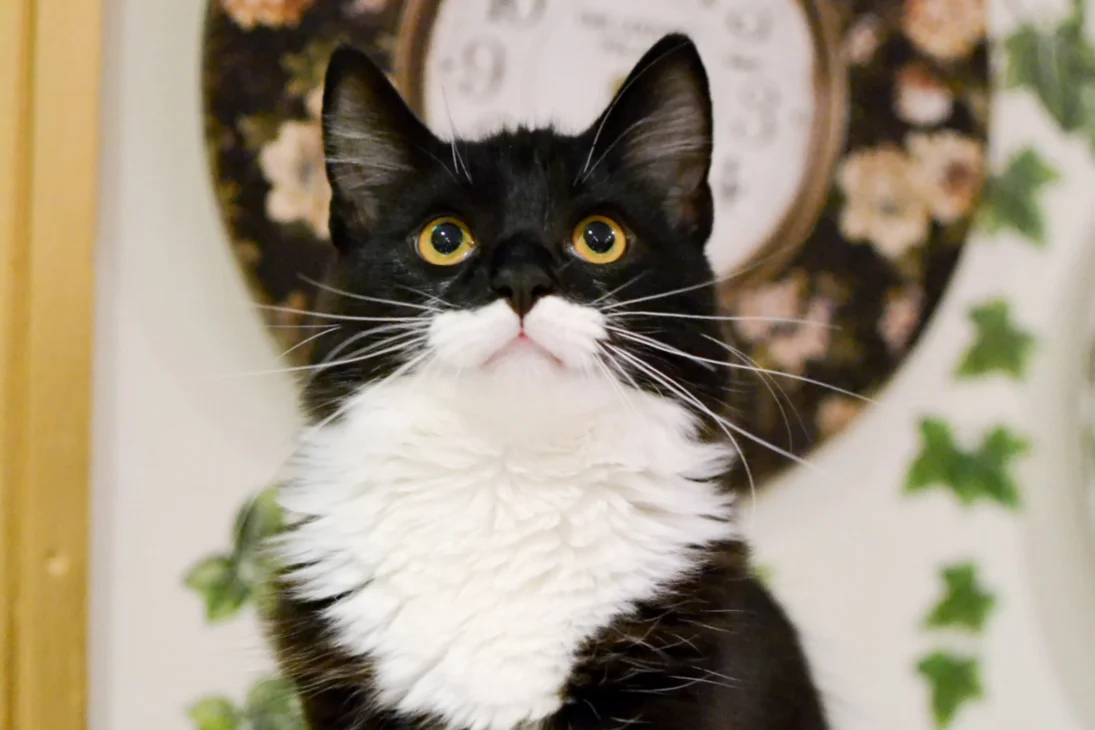 1. Lady Dinah’s Cat Emporium – London, UK