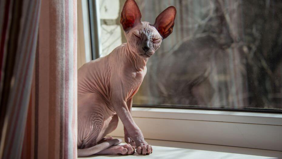 If you were a cat, what kind would you be?