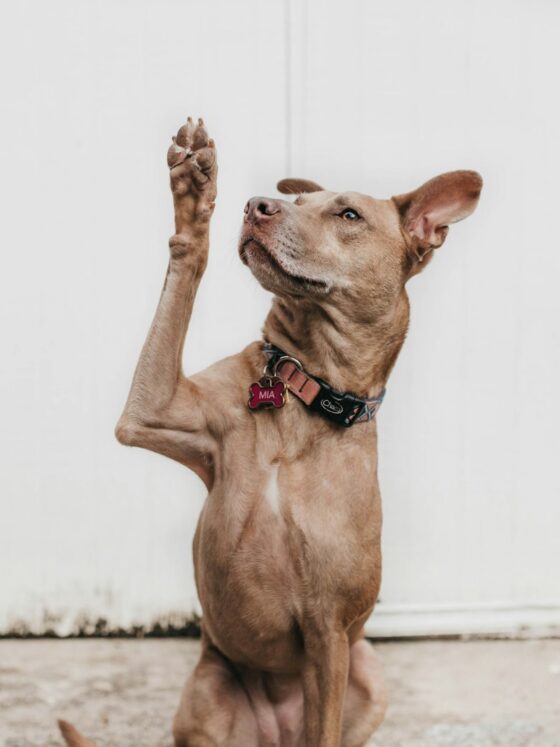 Noah’s Ark Dog Sanctuary