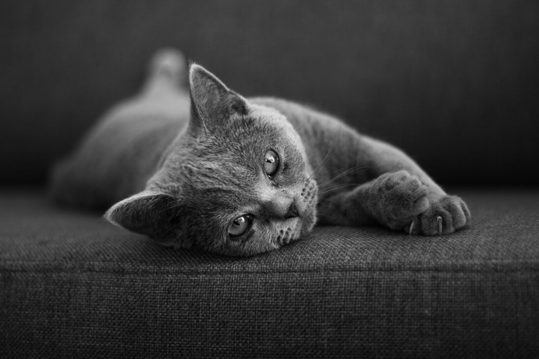 cat lying on cushionIf you were a cat, what kind would you be?