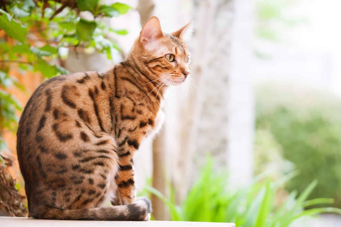 If you were a cat, what kind would you be?