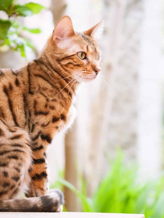 If you were a cat, what kind would you be?