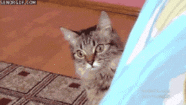 If you were a cat, what kind would you be?