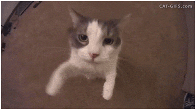 If you were a cat, what kind would you be?