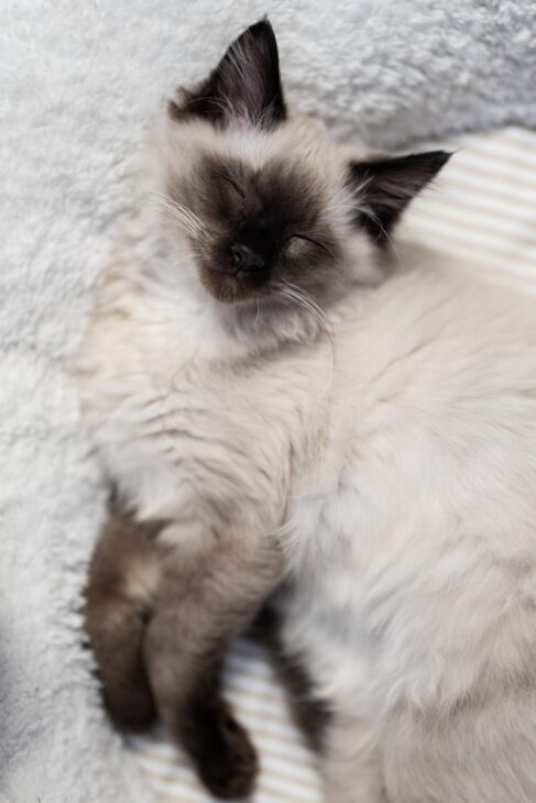 A siamese cat laying on top of a blanket