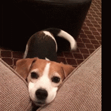 Habits That Will Keep Your Dog Happy & Healthy