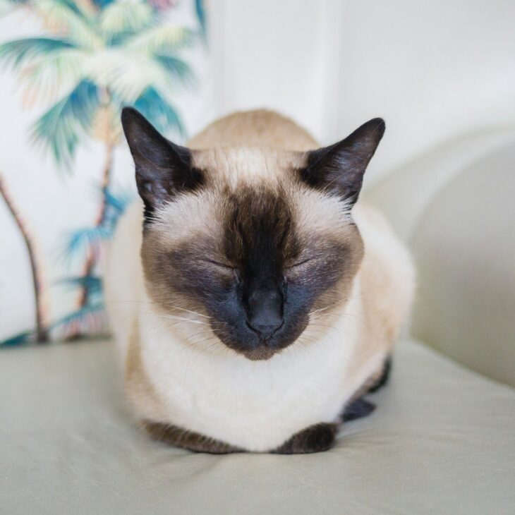 If you were a cat, what kind would you be?
