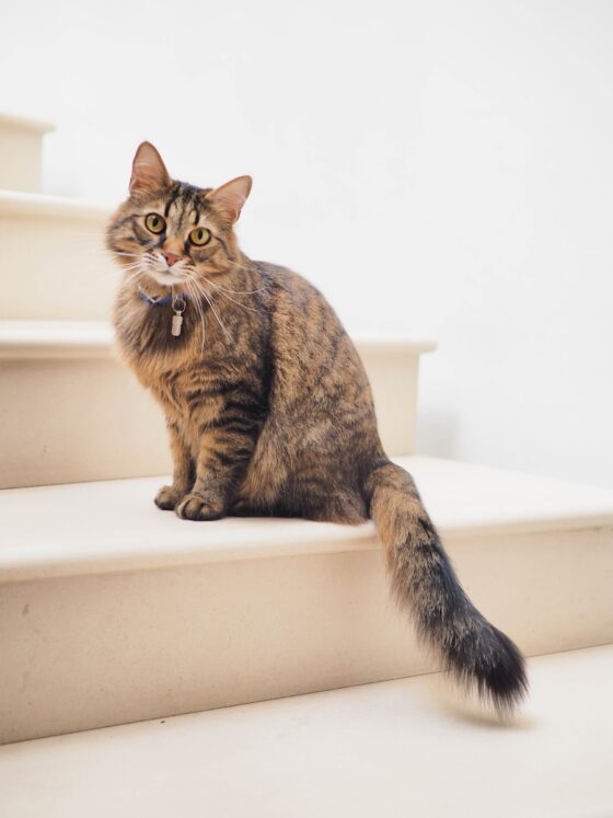 Tips for caring your senior cat