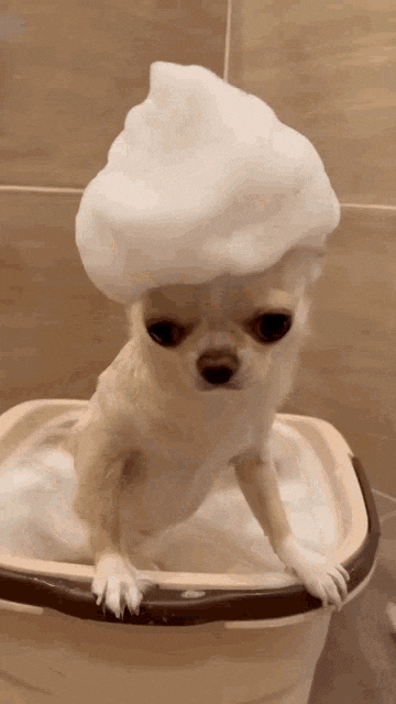 Top Tips for Bathing Your Dog at Home