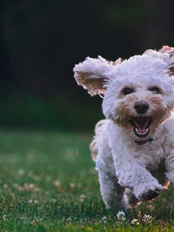 AeroPooch: How To Take A Dog Abroad