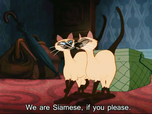 If you were a cat, what kind would you be?