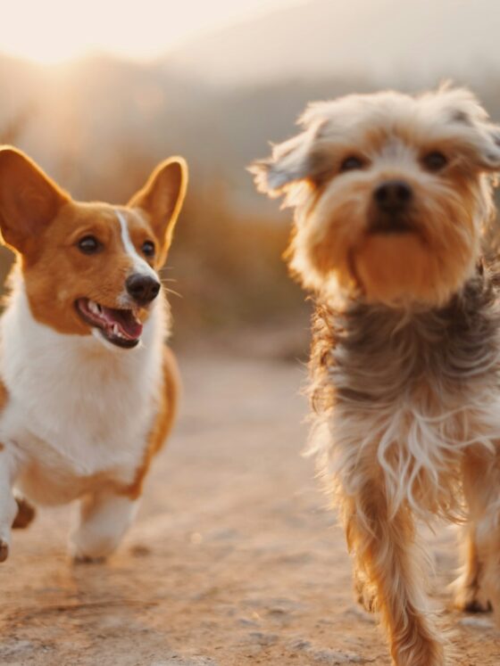 3 Simple Ways To Make It Through Puppyhood
