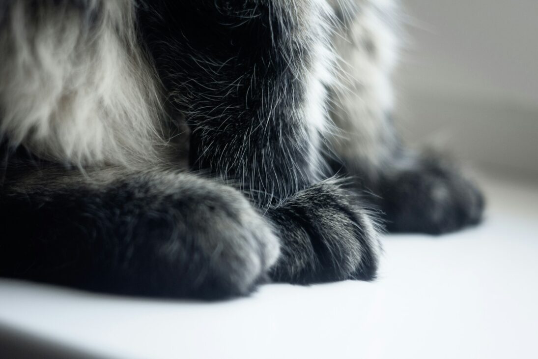 If you were a cat, what kind would you be?