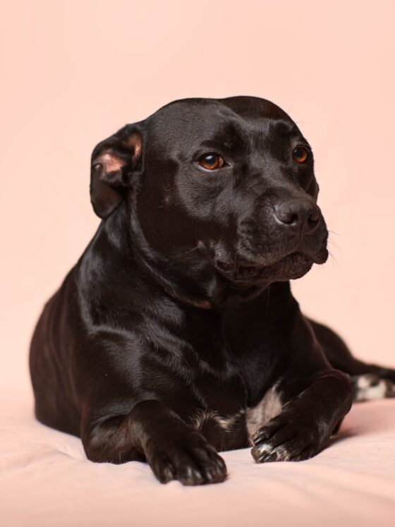 How to Train and Care for a Large Dog