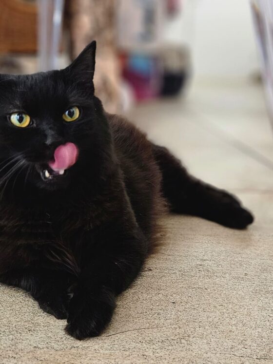 Could A Pet Be The Thing You’re Missing From Your Life?