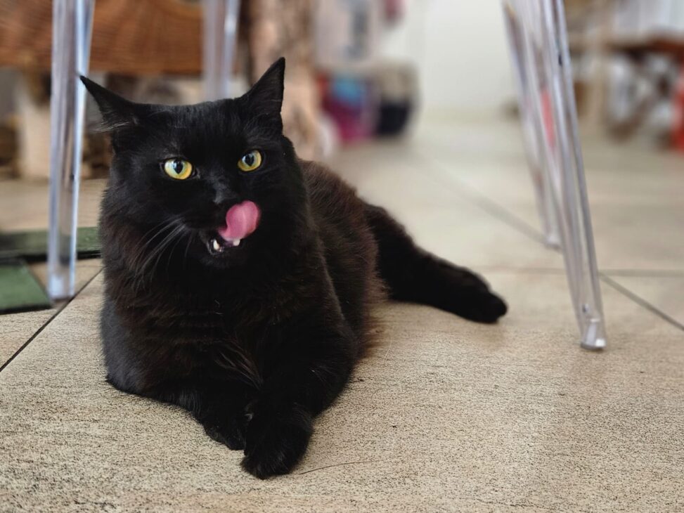 Paws, purrs, and pastries: Europe's top cat cafés