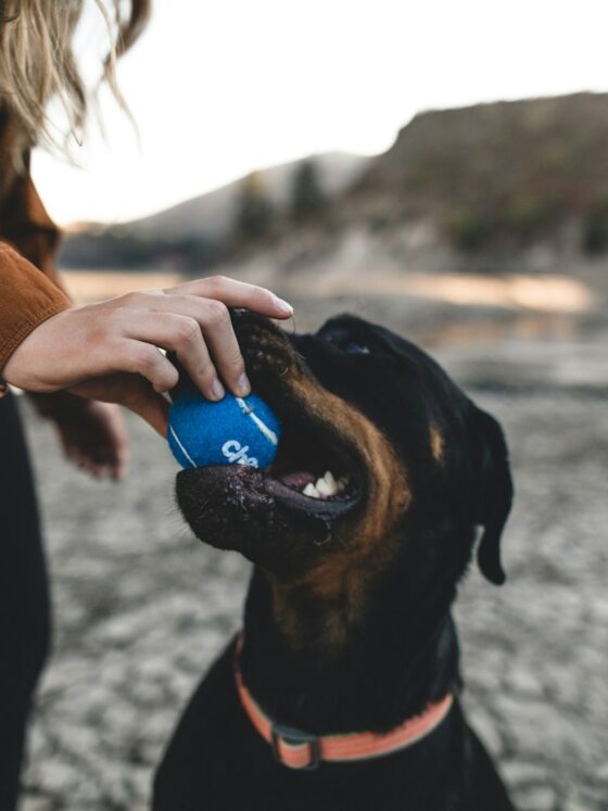 Everything To Consider Before Getting A Dog