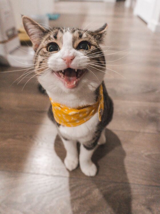 Cat’s Are Smart! Smarter Than You Think