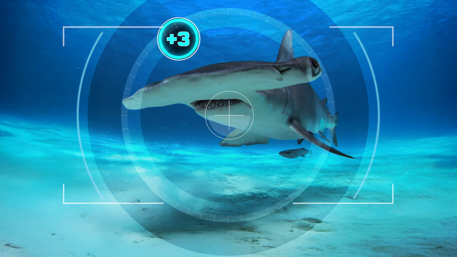 All the Sharks netflix