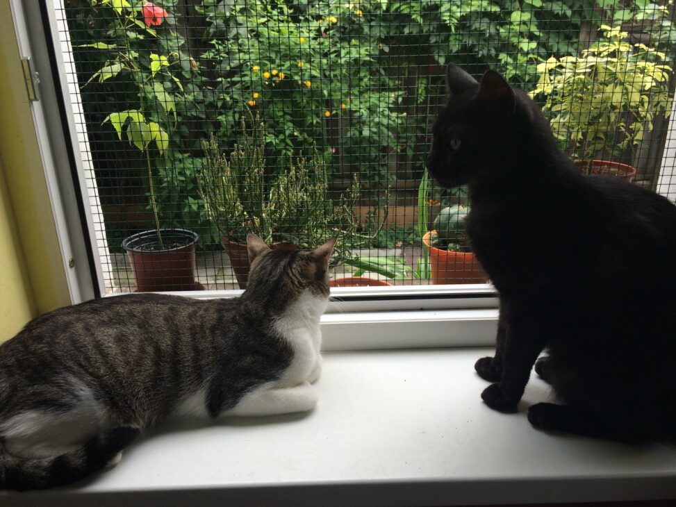 sanctuary for rescued cats.