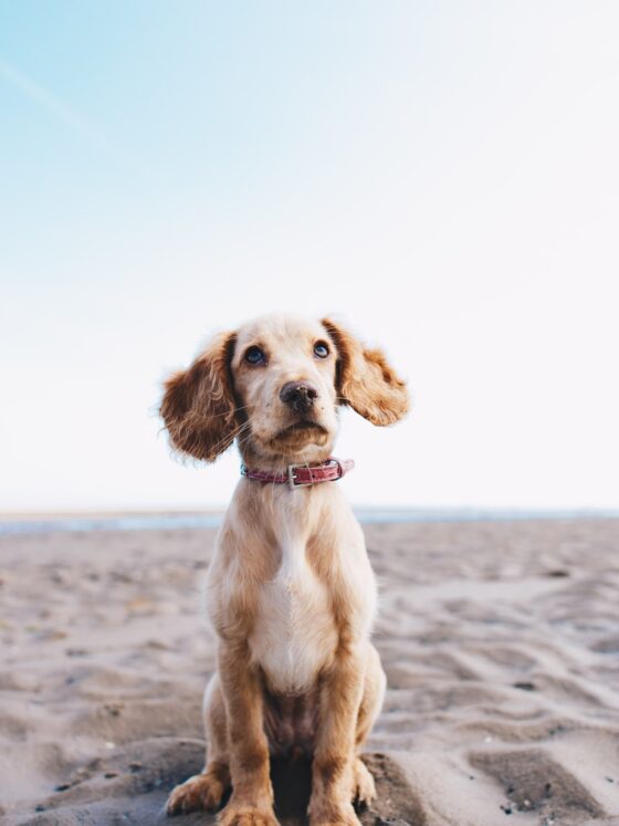 Pampering Your Pooch So Their Instagram Account Explodes