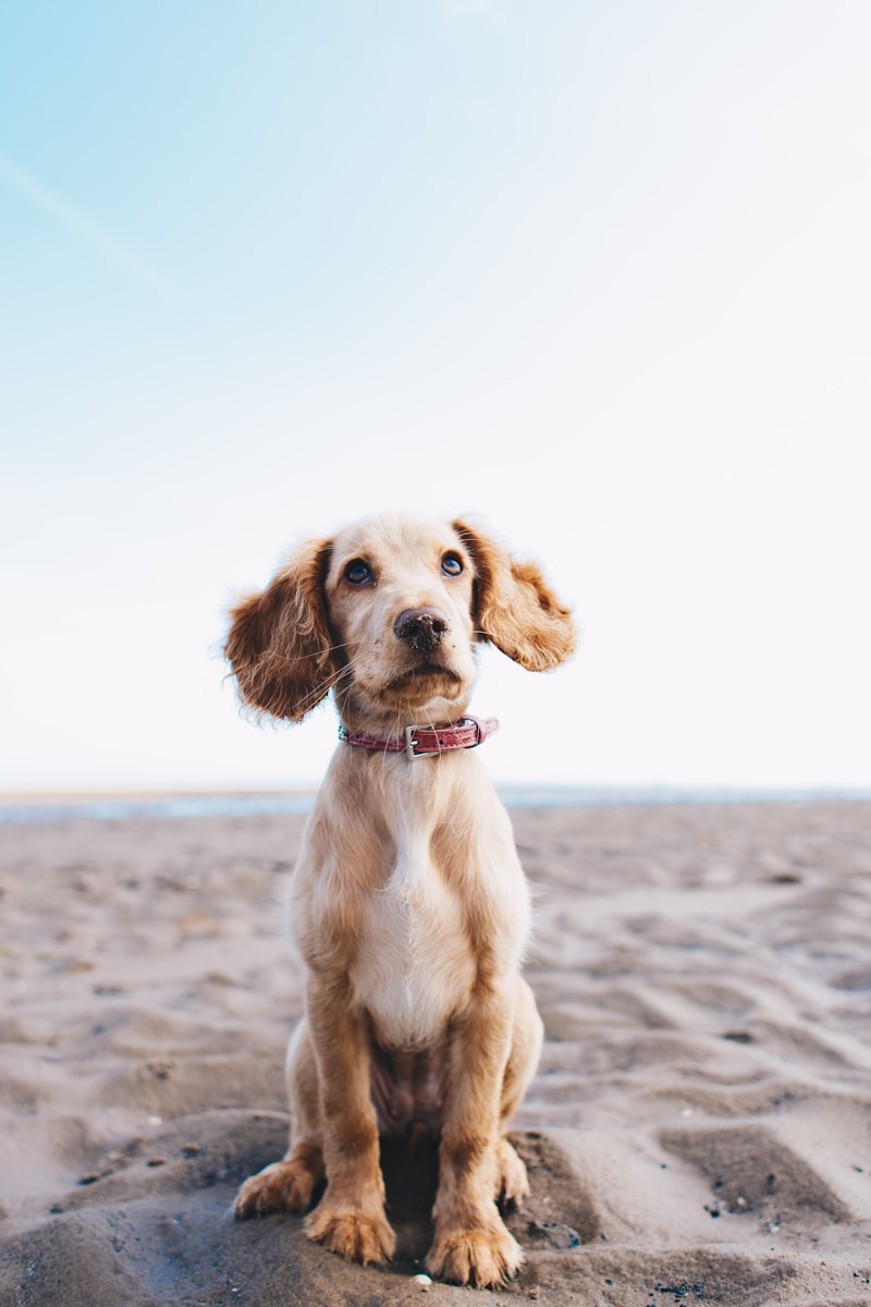 Pampering Your Pooch So Their Instagram Account Explodes