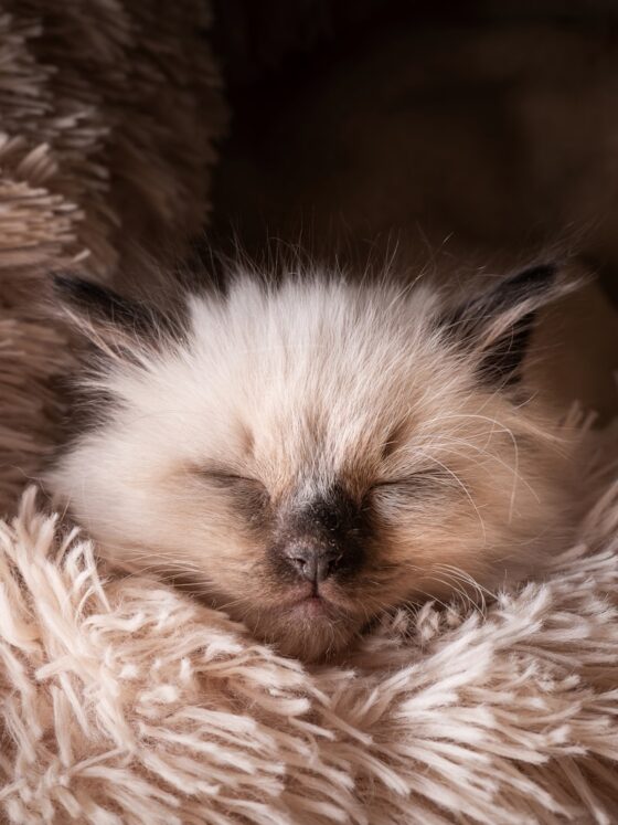 10 Reasons To Get A Ragdoll Kitten