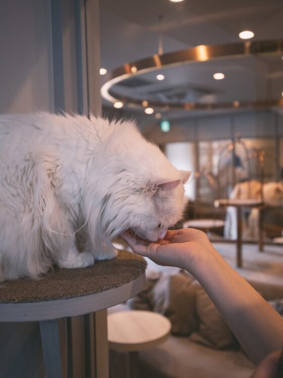 Europe’s top cat cafés