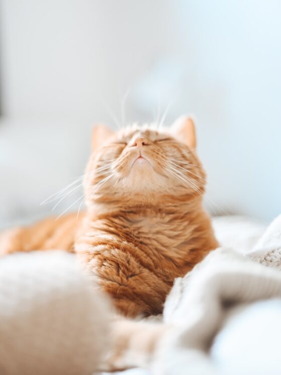 How to Create a Stylish Cat-Friendly Home
