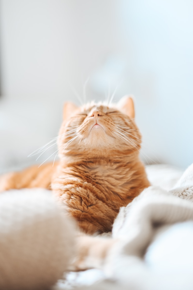 How to Create a Stylish Cat-Friendly Home