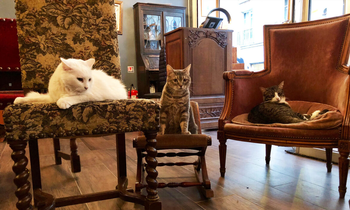 Paws, purrs, and pastries: Europe's top cat cafés