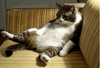 How to Create a Stylish Cat-Friendly Home