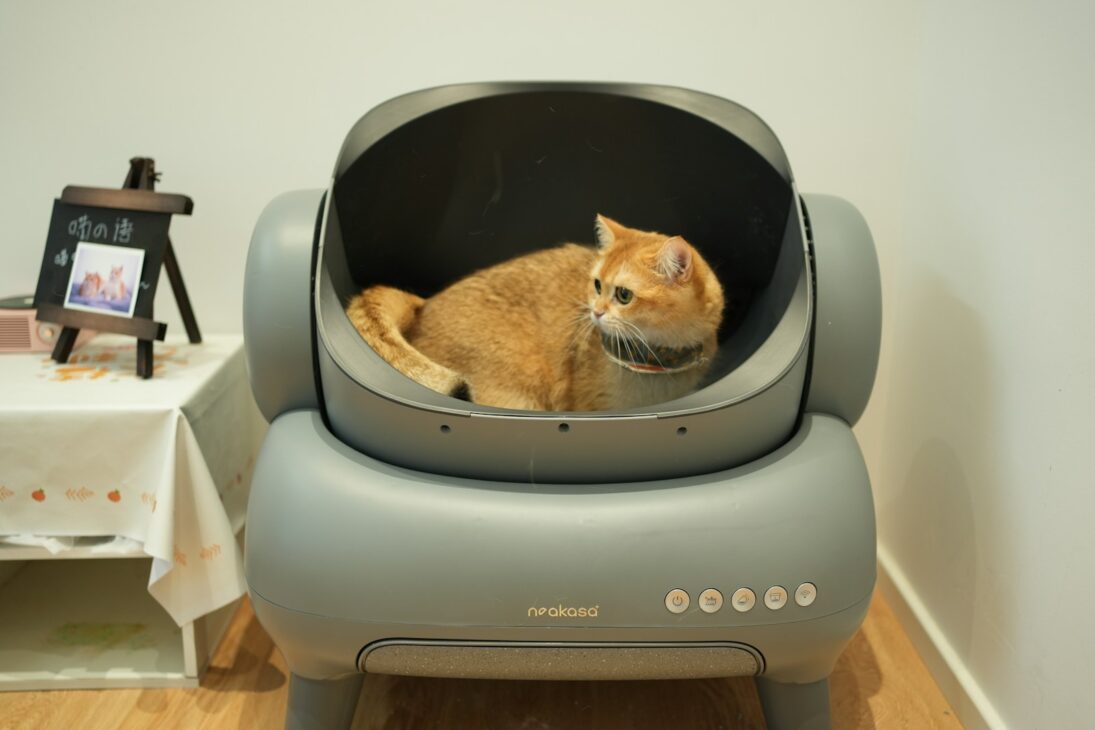 An orange cat sitting in a grey chair