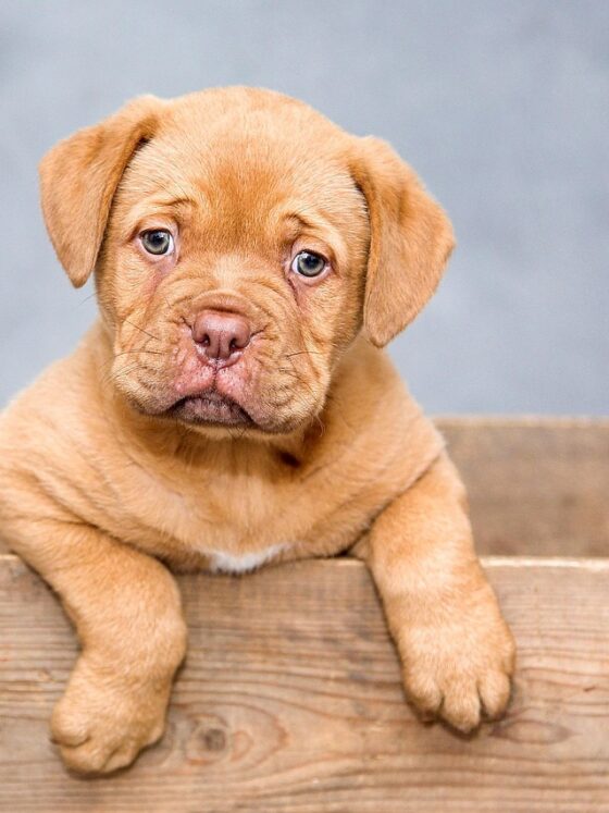 Preparing Your Pet for a Walk