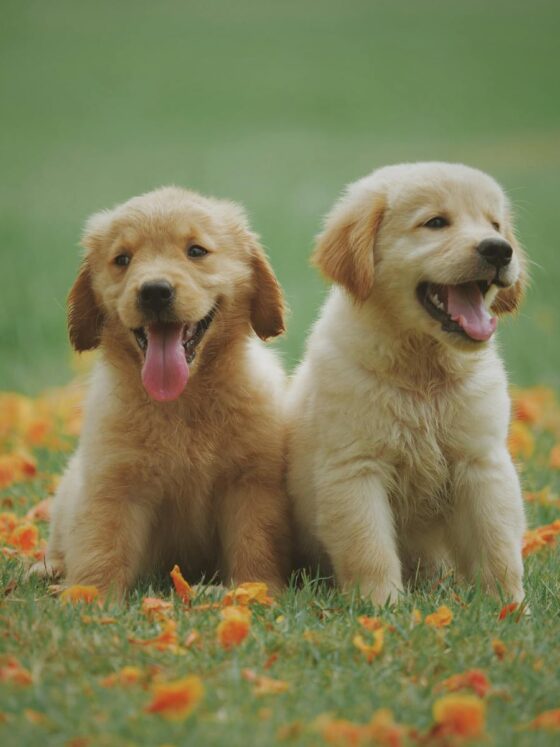 4 Ways to Gain More Control Over Your Dog