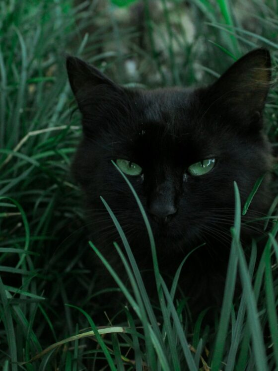 10 Fascinating Cat Facts Every Cat Lover Should Know
