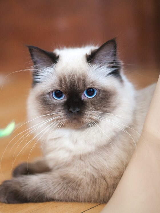 Life with a Ragdoll Cat | Personality, Care, Grooming & Tips