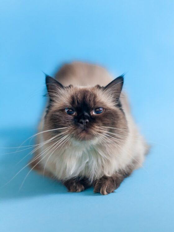 Ragdoll Cat Facts: 12 Things About Ragdolls