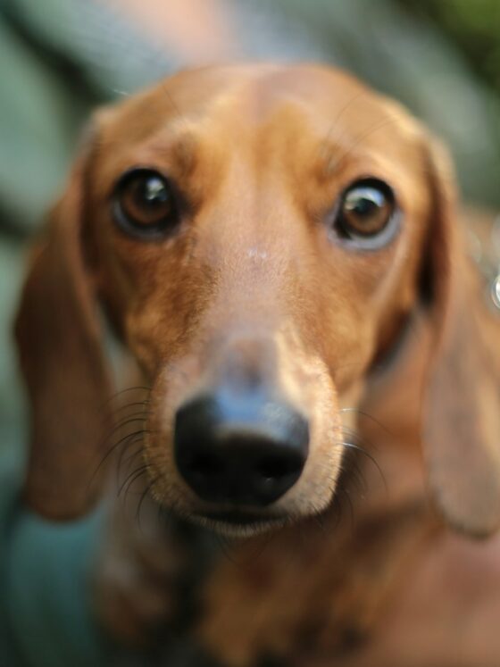 Dealing with the Loss of a Pet