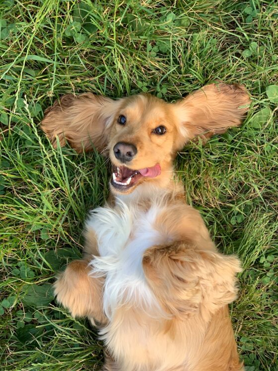 Should You Bring Your Dog on Vacation?