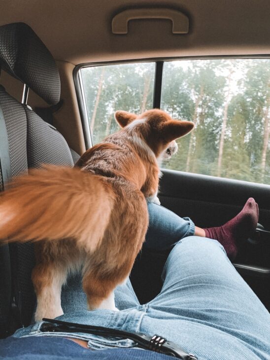 A dog standing on the back seat of a car