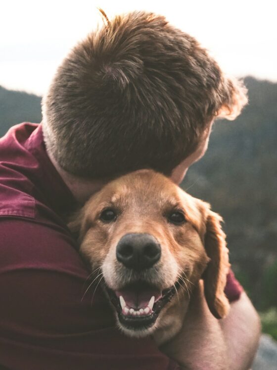 3 Tips On Looking After Your Big Dog