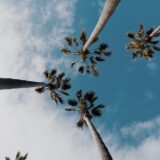 worms eyeview photography of coconut trees