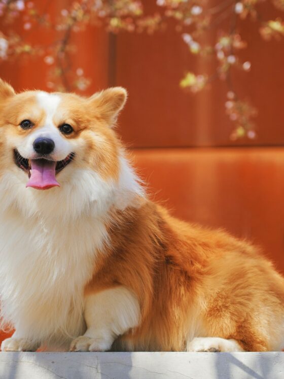 Calming an Overexcited Furry Friend: The Right Way