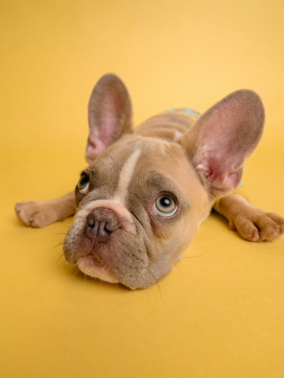 10 Weird Things Your Dog Does (And What They Actually Mean)