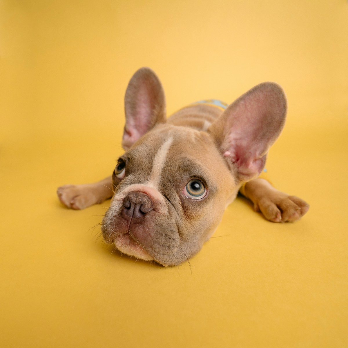 10 Weird Things Your Dog Does