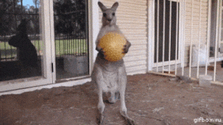 7 reasons Australia is having a total main character moment in 2025