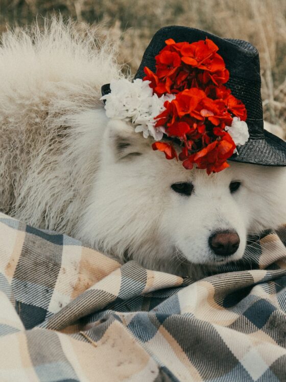 Pets at Weddings: The Dos and Don’ts
