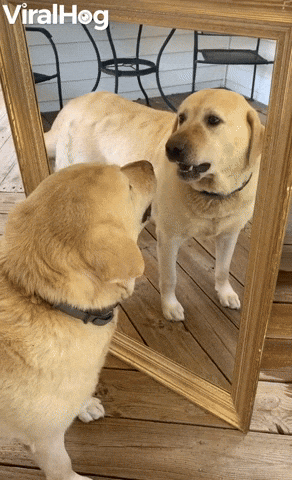 10 Weird Things Your Dog Does